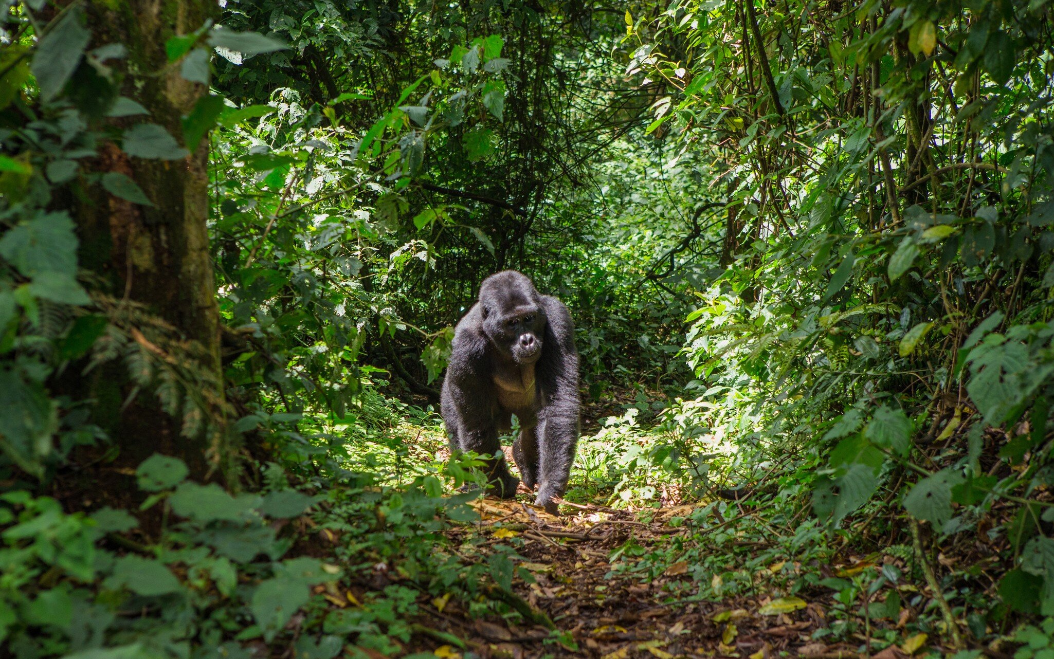 Uganda, Bwindi Impenetrable National Park, Bwindi Impenetrable Forest, mountain gorilla