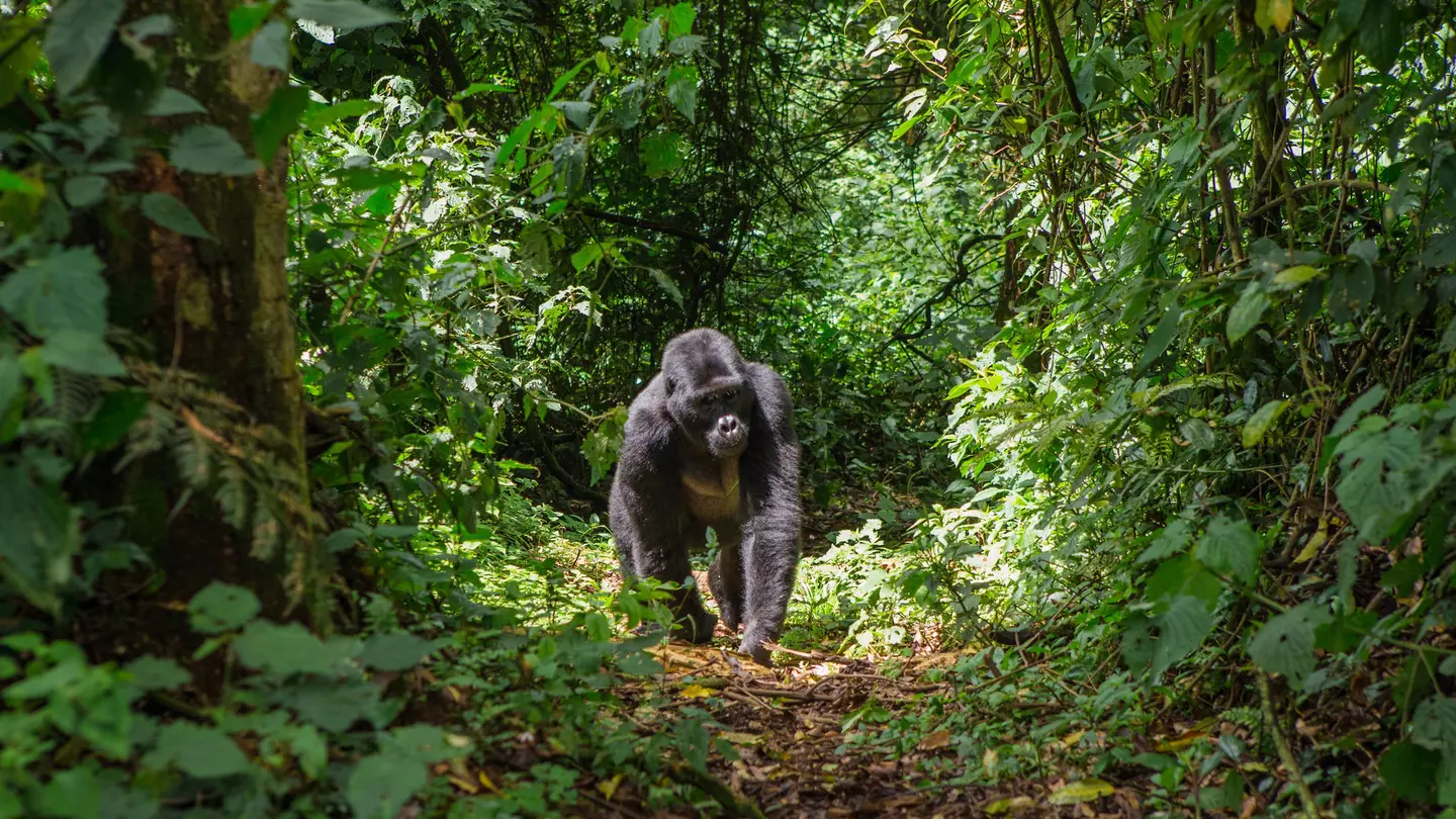 Uganda, Bwindi Impenetrable National Park, Bwindi Impenetrable Forest, mountain gorilla