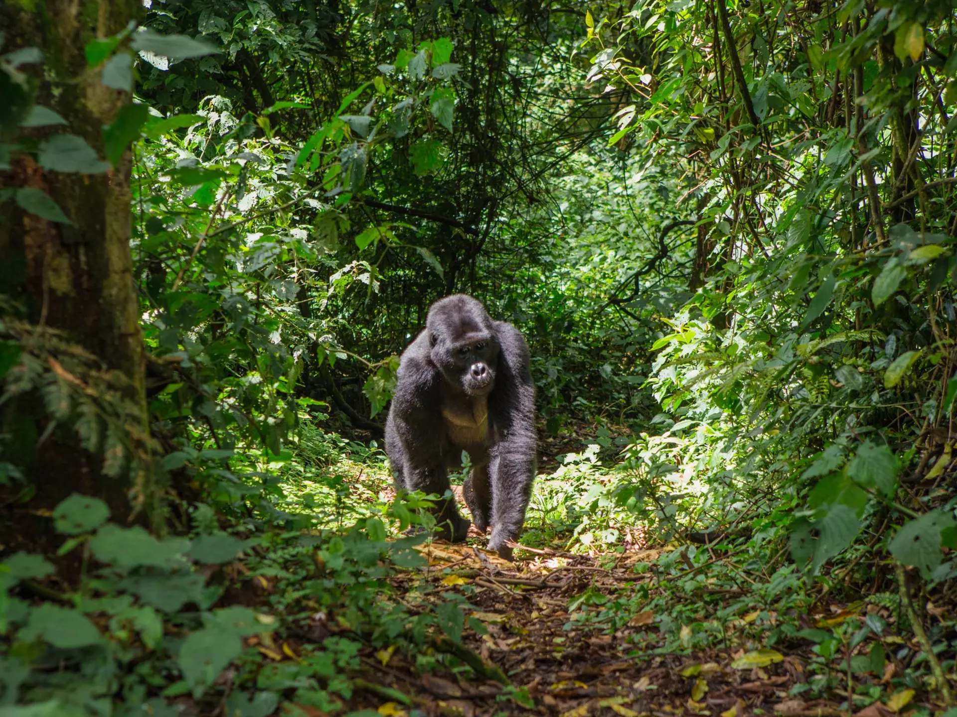 Uganda, Bwindi Impenetrable National Park, Bwindi Impenetrable Forest, mountain gorilla