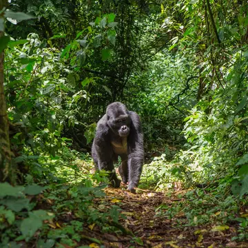 Uganda, Bwindi Impenetrable National Park, Bwindi Impenetrable Forest, mountain gorilla