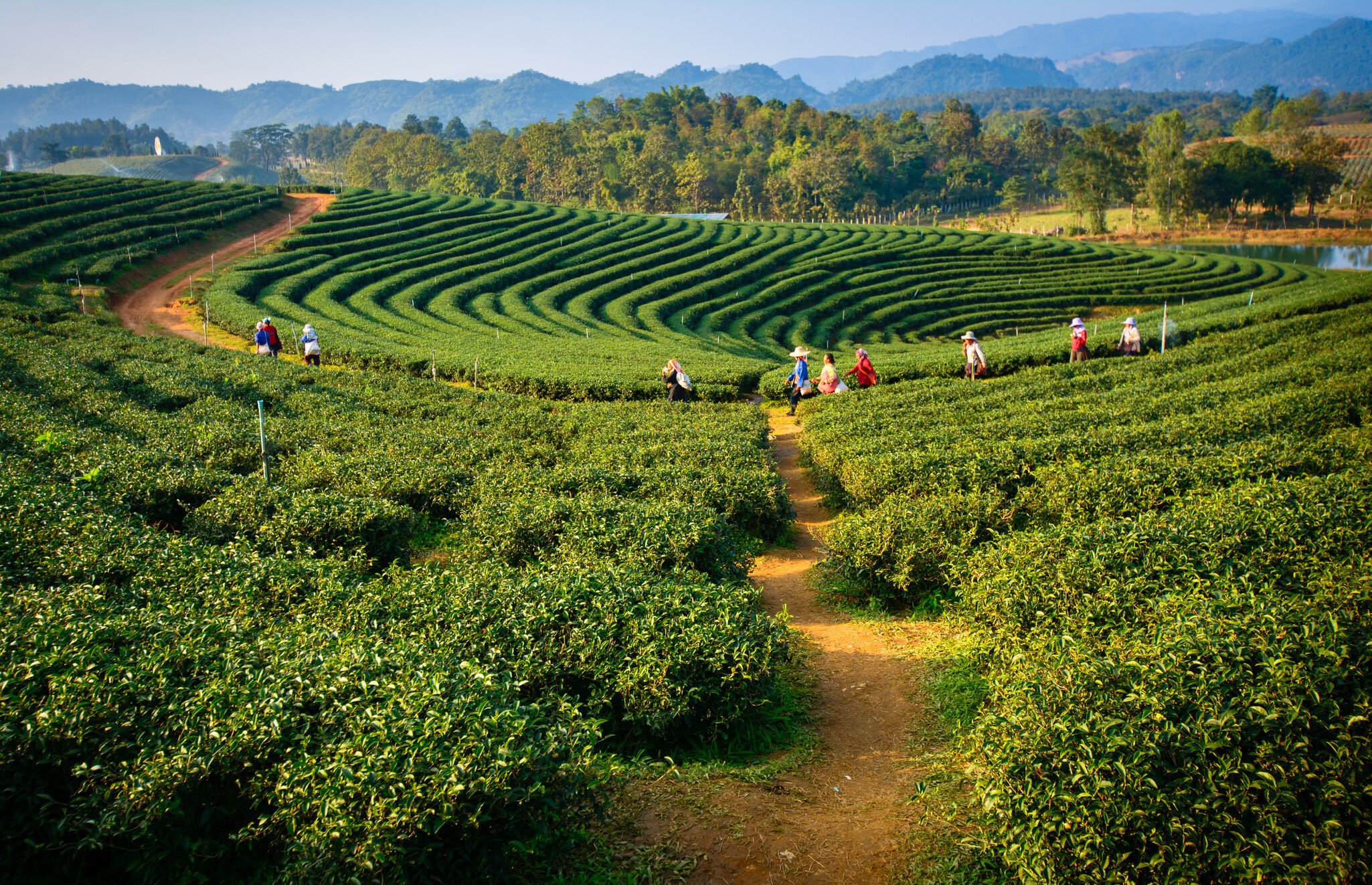 Tea plantation workers walk through a plantation.
199560017
photography, india, farming, tree, thailand, cameron, highland, agriculture, assam, green, garden, color, malaysia, travel, plant, beauty, mountain, rural, leaf, field, kenya, beautiful, background, fresh, farm, nature, darjeeling, asia, plantation, tea, landscape