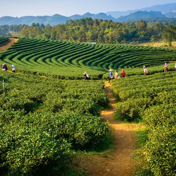 Tea plantation workers walk through a plantation.
199560017
photography, india, farming, tree, thailand, cameron, highland, agriculture, assam, green, garden, color, malaysia, travel, plant, beauty, mountain, rural, leaf, field, kenya, beautiful, background, fresh, farm, nature, darjeeling, asia, plantation, tea, landscape