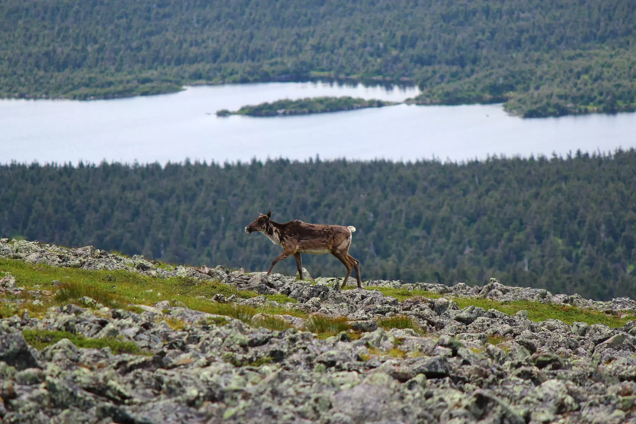 A caribou walks on a rocky slope with a view of mountains, a lake and pine trees in the distance, Parc National de la Gaspésie, Québec