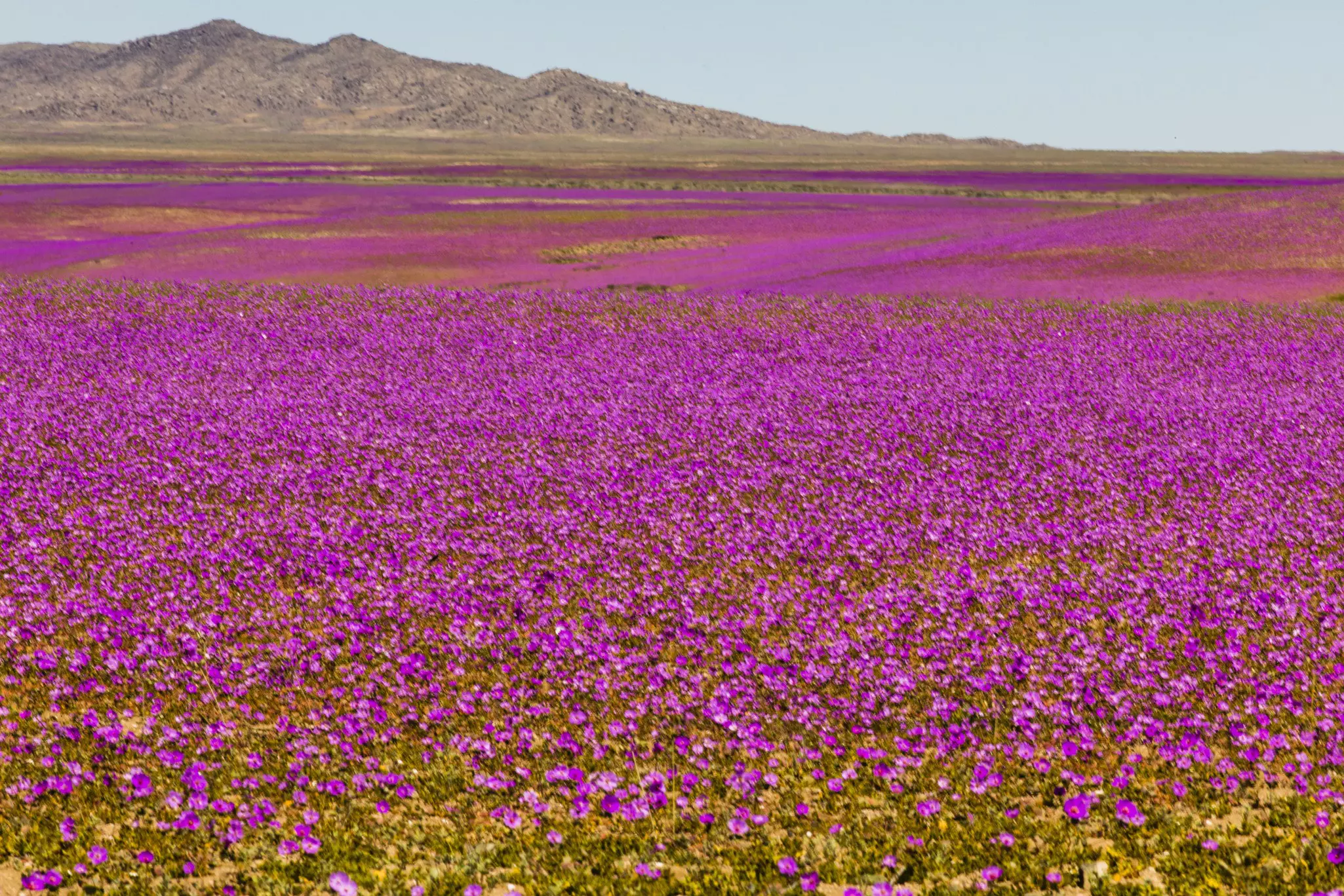 One of the driest places on Earth, the Atacama Desert gets a blast of color more frequently now during spring super blooms © abriendomundo / iStockphoto / Getty Images