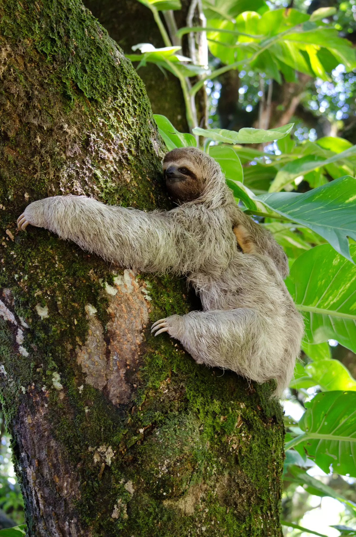 A sloth on a tree
