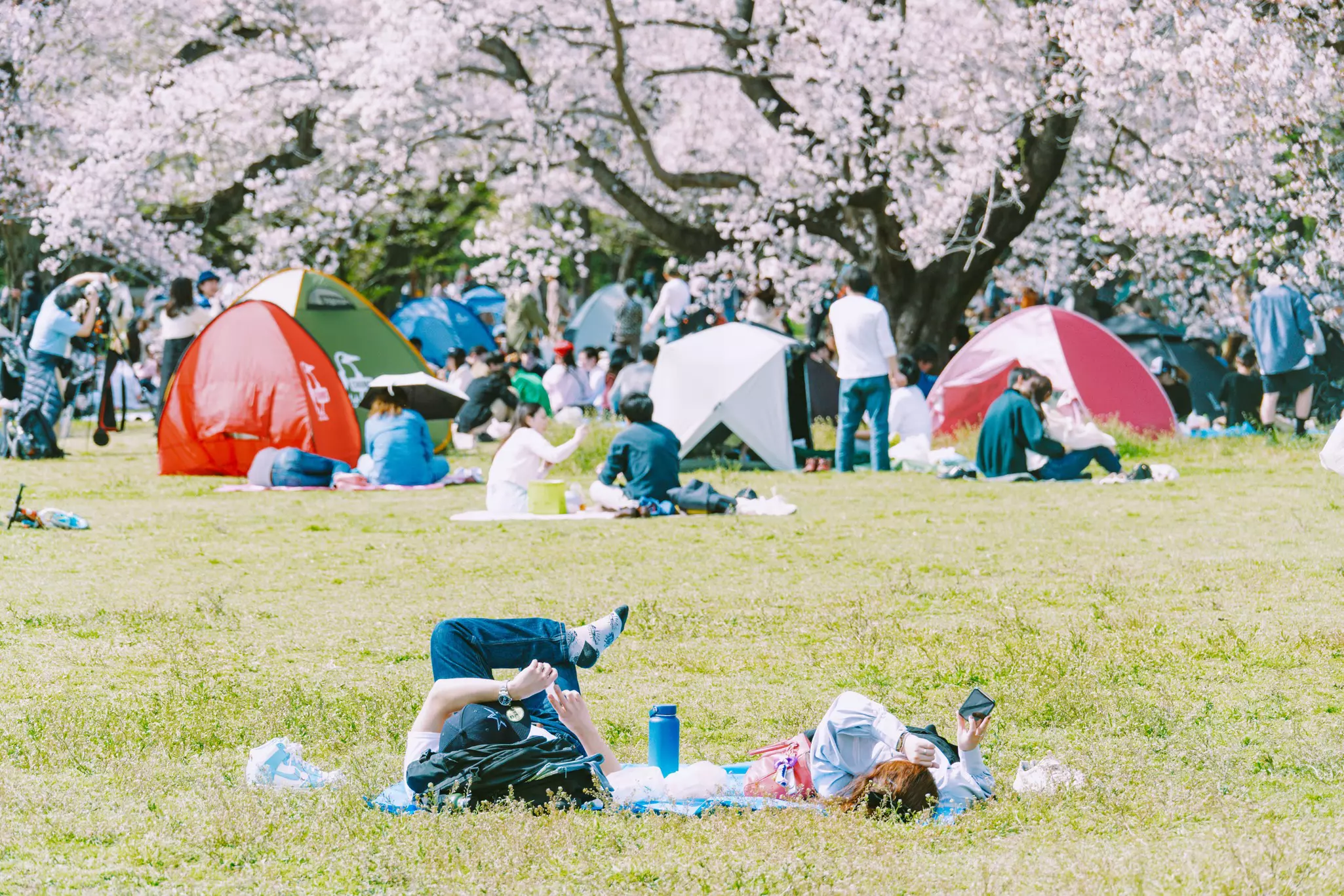 People in the grass under blooming pink cherry trees.