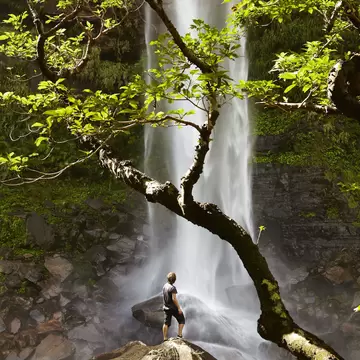 Man looking up at Pinaisāra Falls surrounded by greenery on Iriomote Island in Japan.