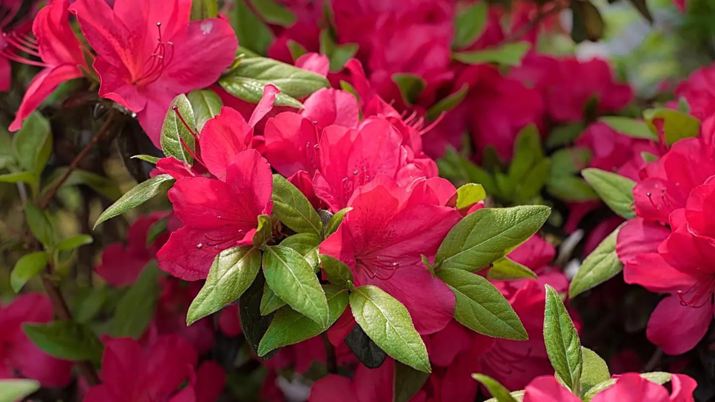 A close-up shot of pink azalea blossoms