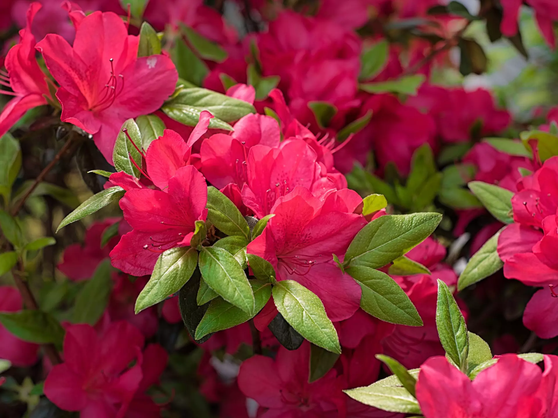 A close-up shot of pink azalea blossoms