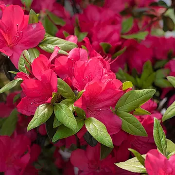 A close-up shot of pink azalea blossoms