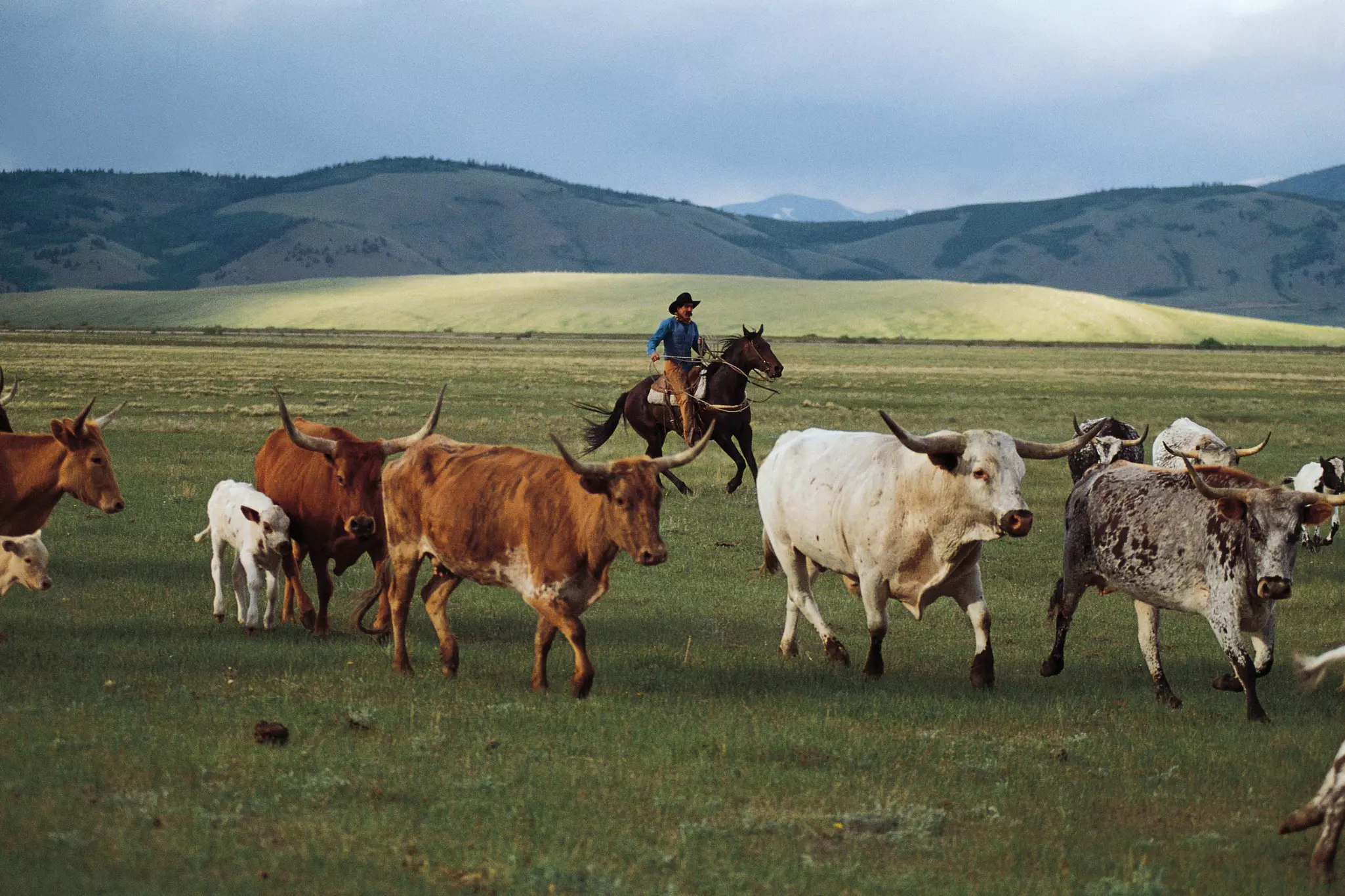 Cowboy herding longhorn cattle near Fairplay, Colorado