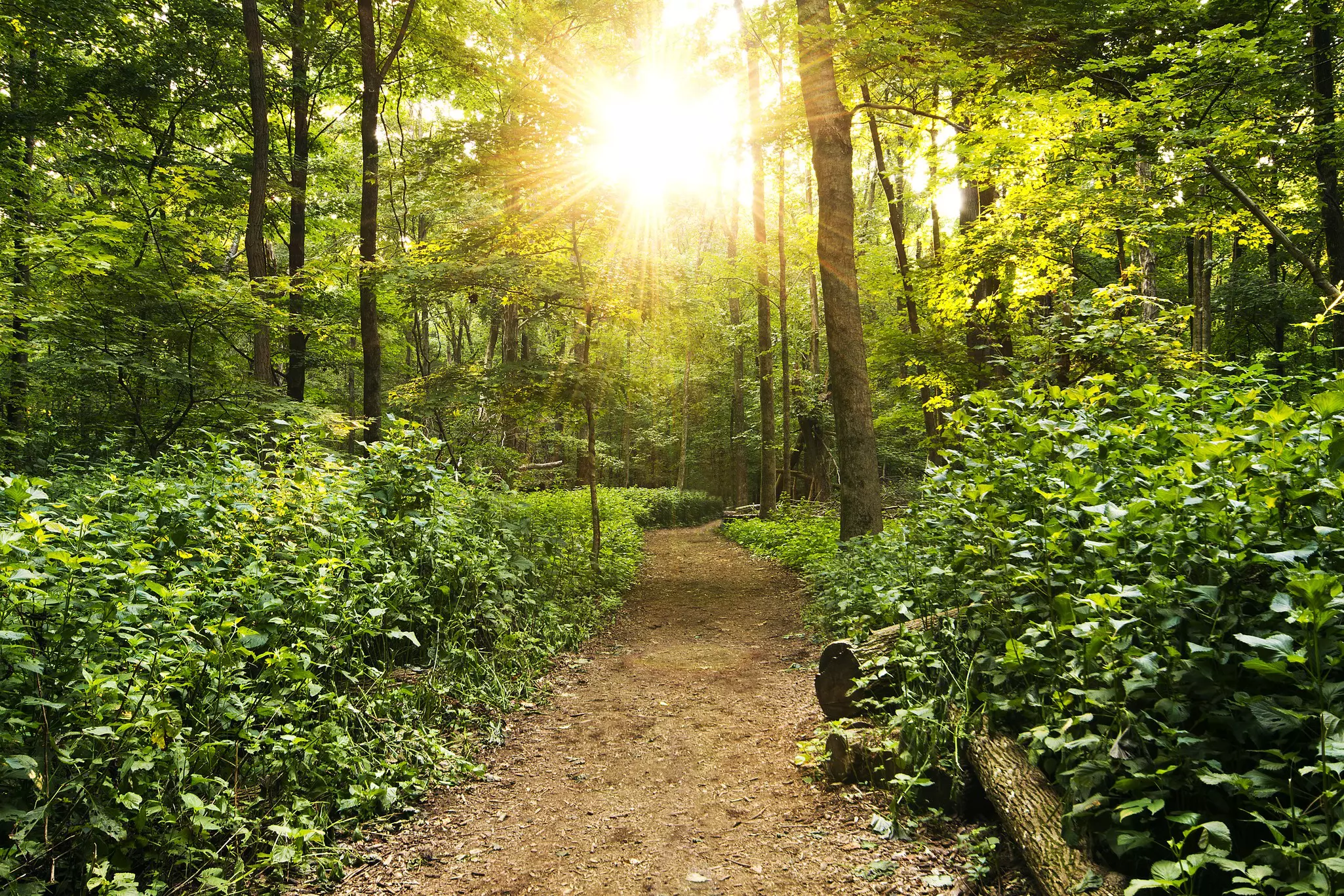 For a peaceful getaway, Radnor Lake State Park is a green oasis. Malcolm MacGregor / Getty Images