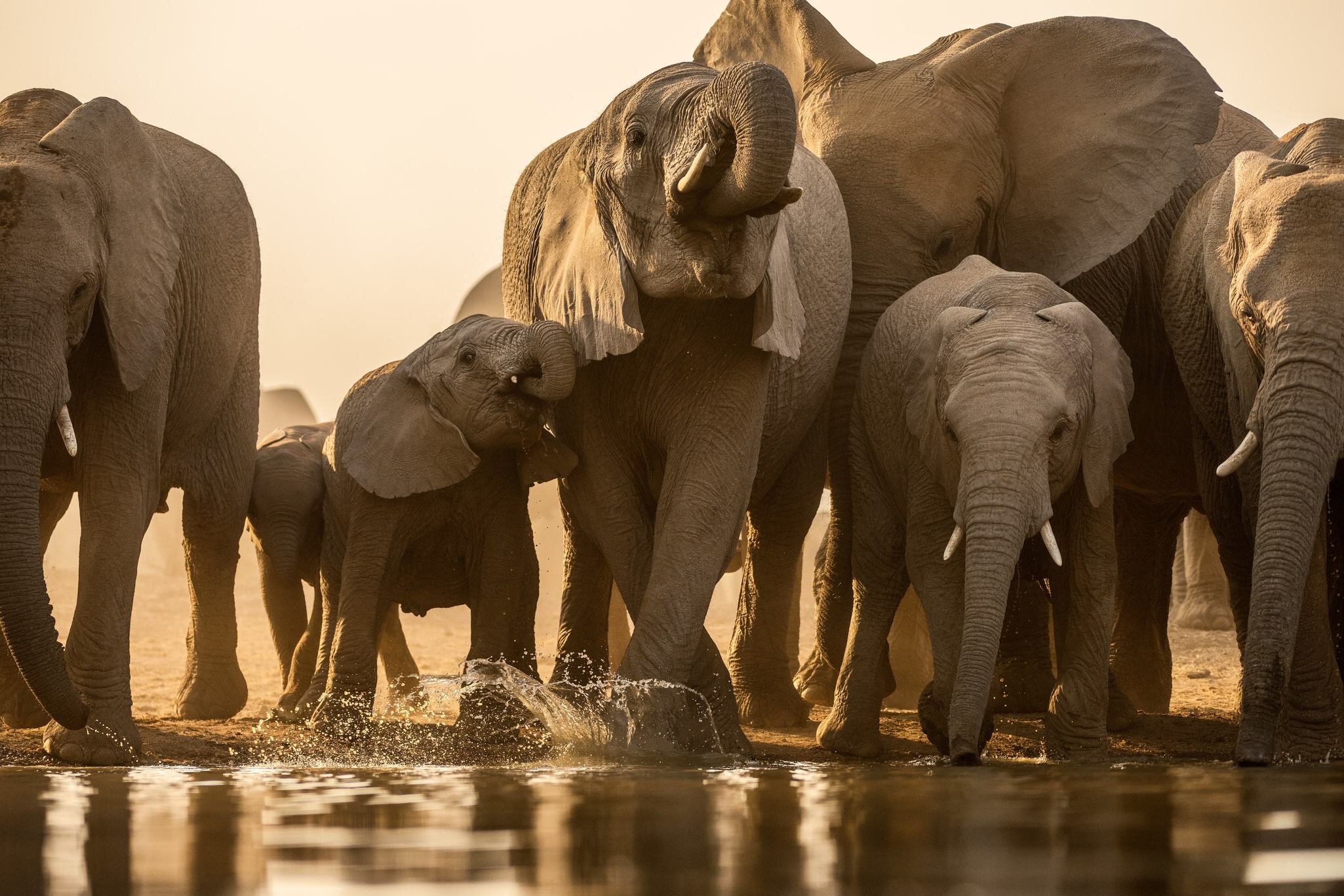 A beautiful golden photography of a family herd of elephant drinking at sunset at a water in the Madikwe Game Reserve, South Africa.; Shutterstock ID 1668730690; your: Bridget Brown; gl: 65050; netsuite: Online Editorial; full: POI Image Update