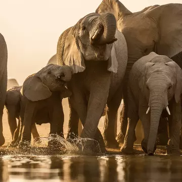 A beautiful golden photography of a family herd of elephant drinking at sunset at a water in the Madikwe Game Reserve, South Africa.; Shutterstock ID 1668730690; your: Bridget Brown; gl: 65050; netsuite: Online Editorial; full: POI Image Update