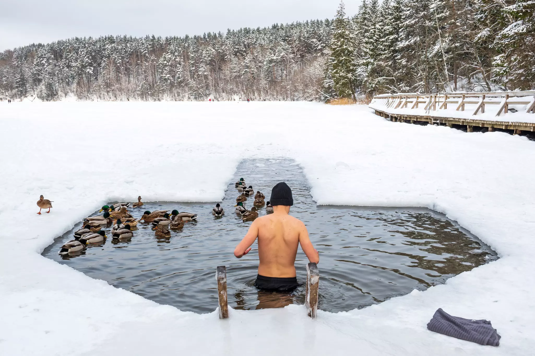 Boy or man ice bathing and swimming in the cold water of a lake or river among the ducks, cold therapy, ice swim with forest trees covered by the snow on background