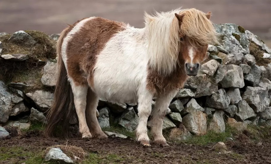 Shetland Pony on Unst