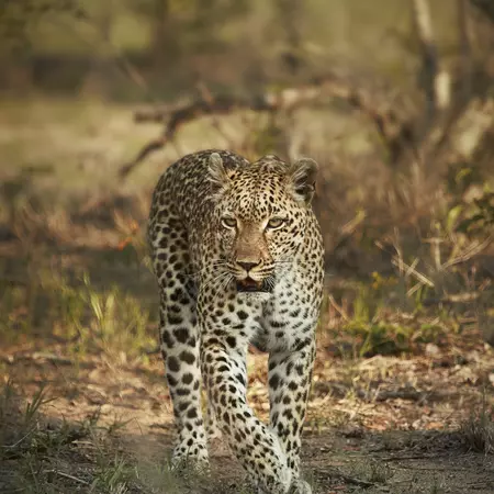Leopard at Sabi Sands Game Reserve