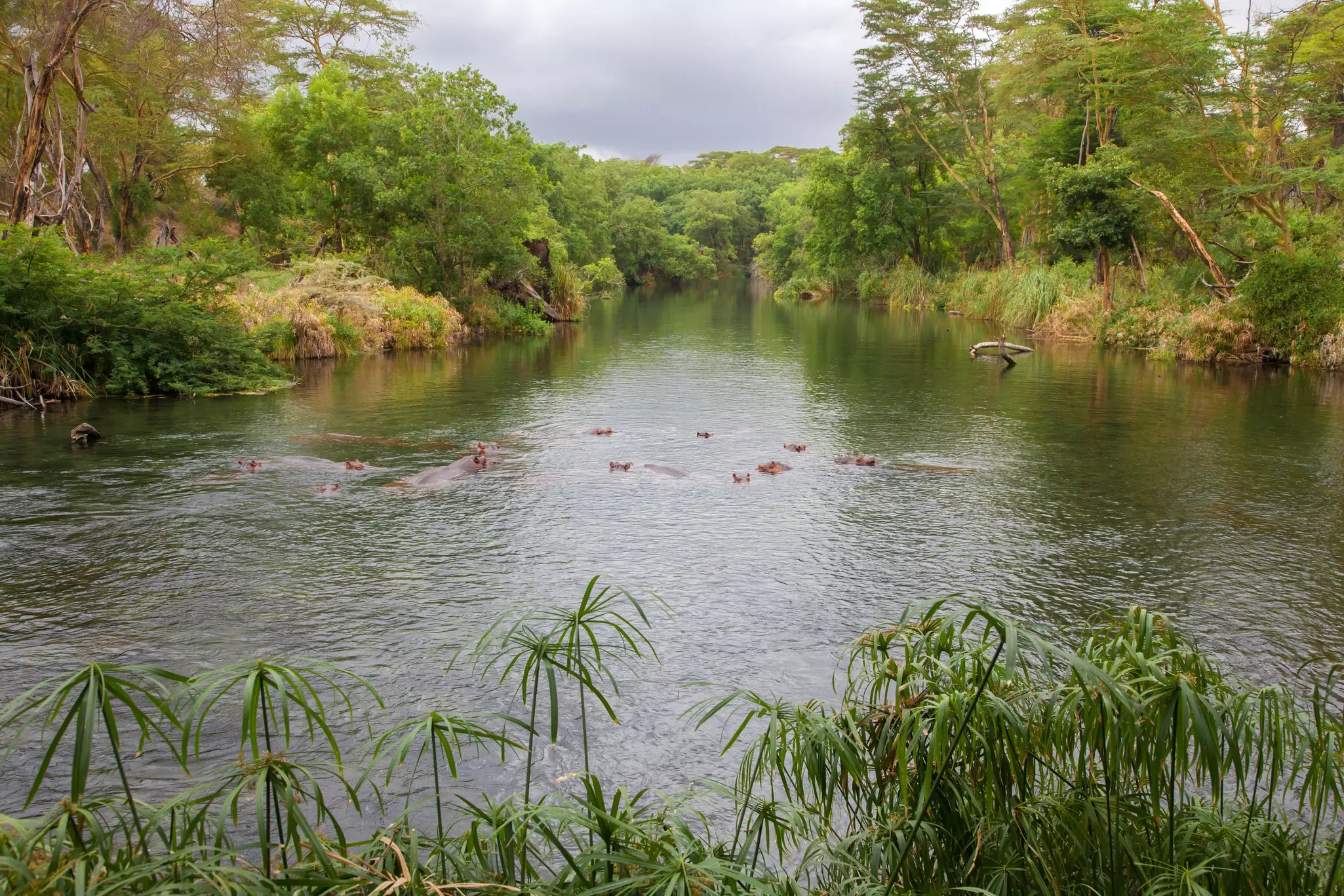 Hippos in the Mzima Springs in Kenya.