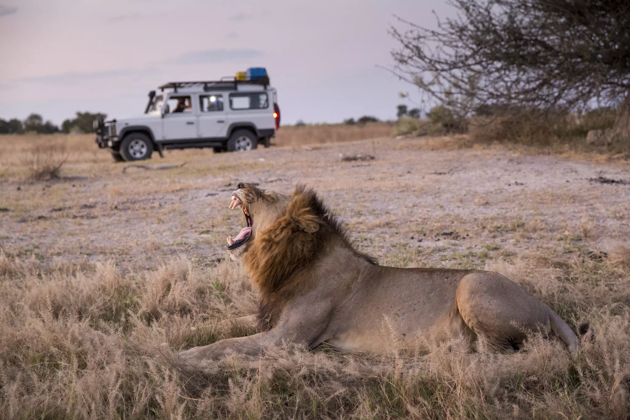 Tourists in Land Rover pause to observe a resting lion at dusk at the Moremi Game Reserve, Botswana.