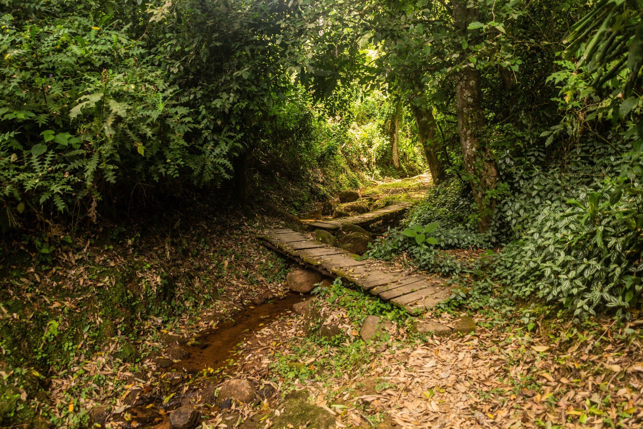Hiking trail in Kakamega Forest Reserve, Kenya; Shutterstock ID 2307522639;