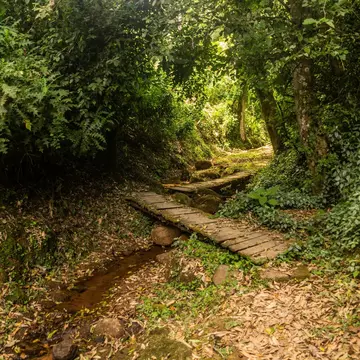 Hiking trail in Kakamega Forest Reserve, Kenya; Shutterstock ID 2307522639;