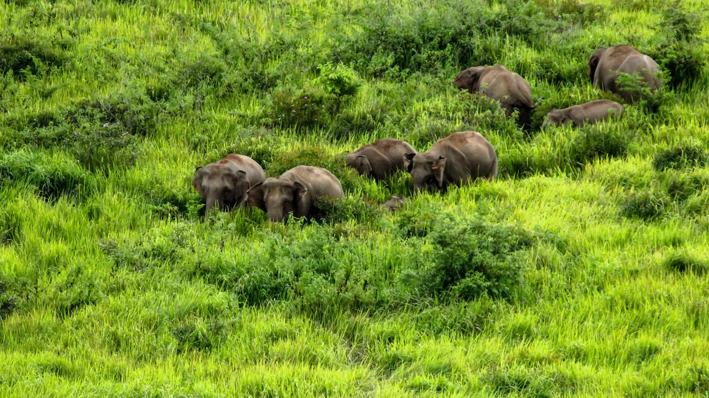 Elephants in Khao Yai National Park, Thailand.
Horizontal Outdoors Elephant Asian Elephant Thailand Nakhon Ratchasima Province No People Photography Khao Yai National Park 2015 Indian Elephant Pak Chong