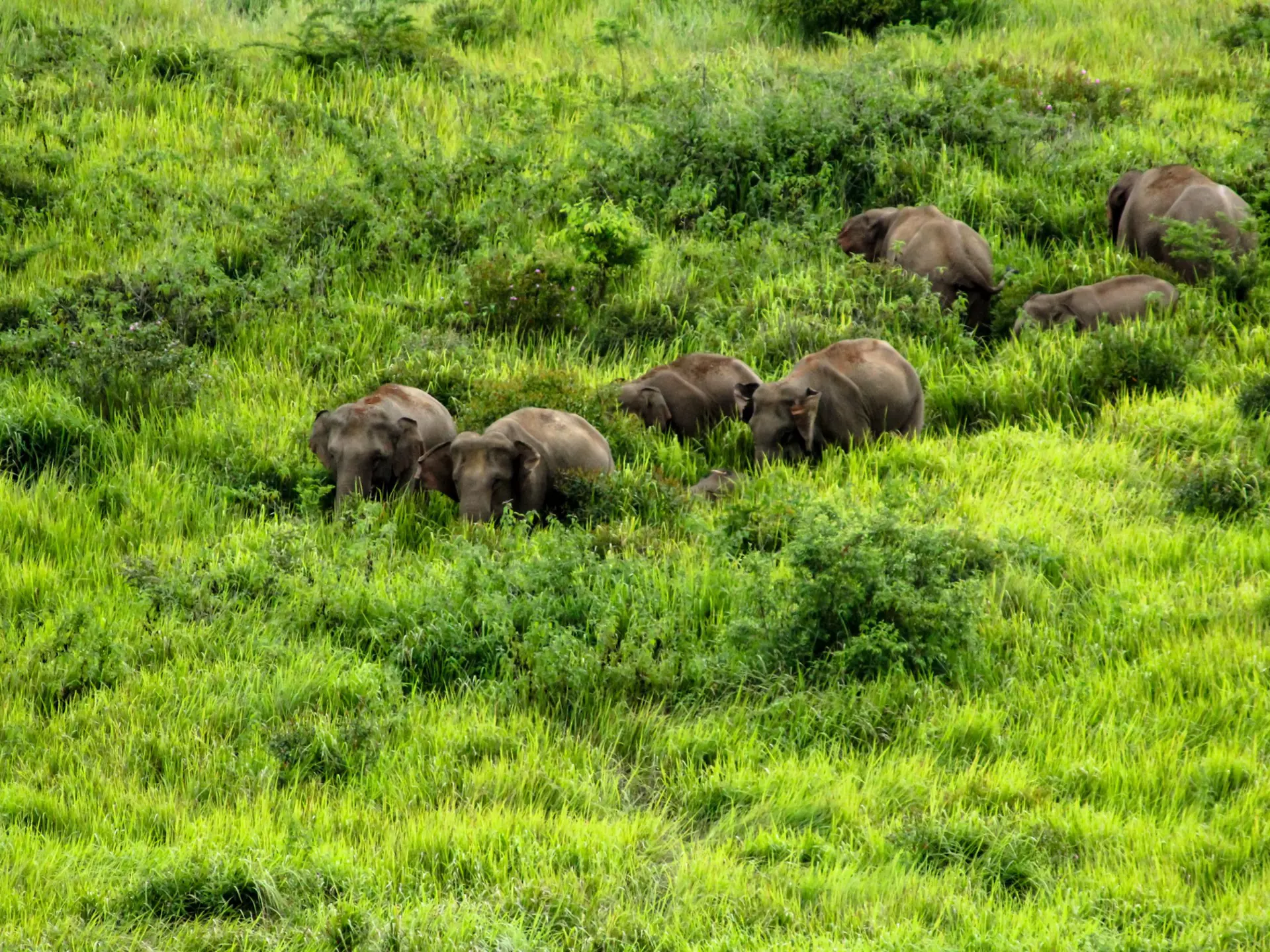 Elephants in Khao Yai National Park, Thailand.
Horizontal Outdoors Elephant Asian Elephant Thailand Nakhon Ratchasima Province No People Photography Khao Yai National Park 2015 Indian Elephant Pak Chong