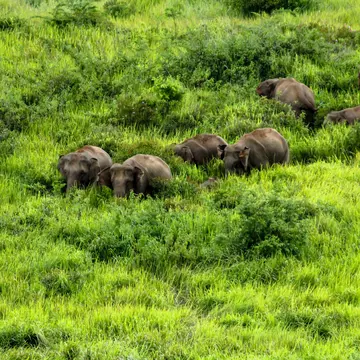 Elephants in Khao Yai National Park, Thailand.
Horizontal Outdoors Elephant Asian Elephant Thailand Nakhon Ratchasima Province No People Photography Khao Yai National Park 2015 Indian Elephant Pak Chong