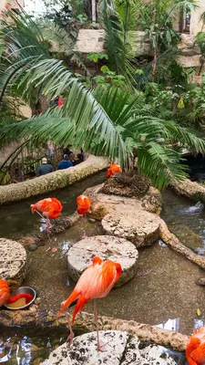 Bright pink flamingos in a cement pond with greenery all around. 