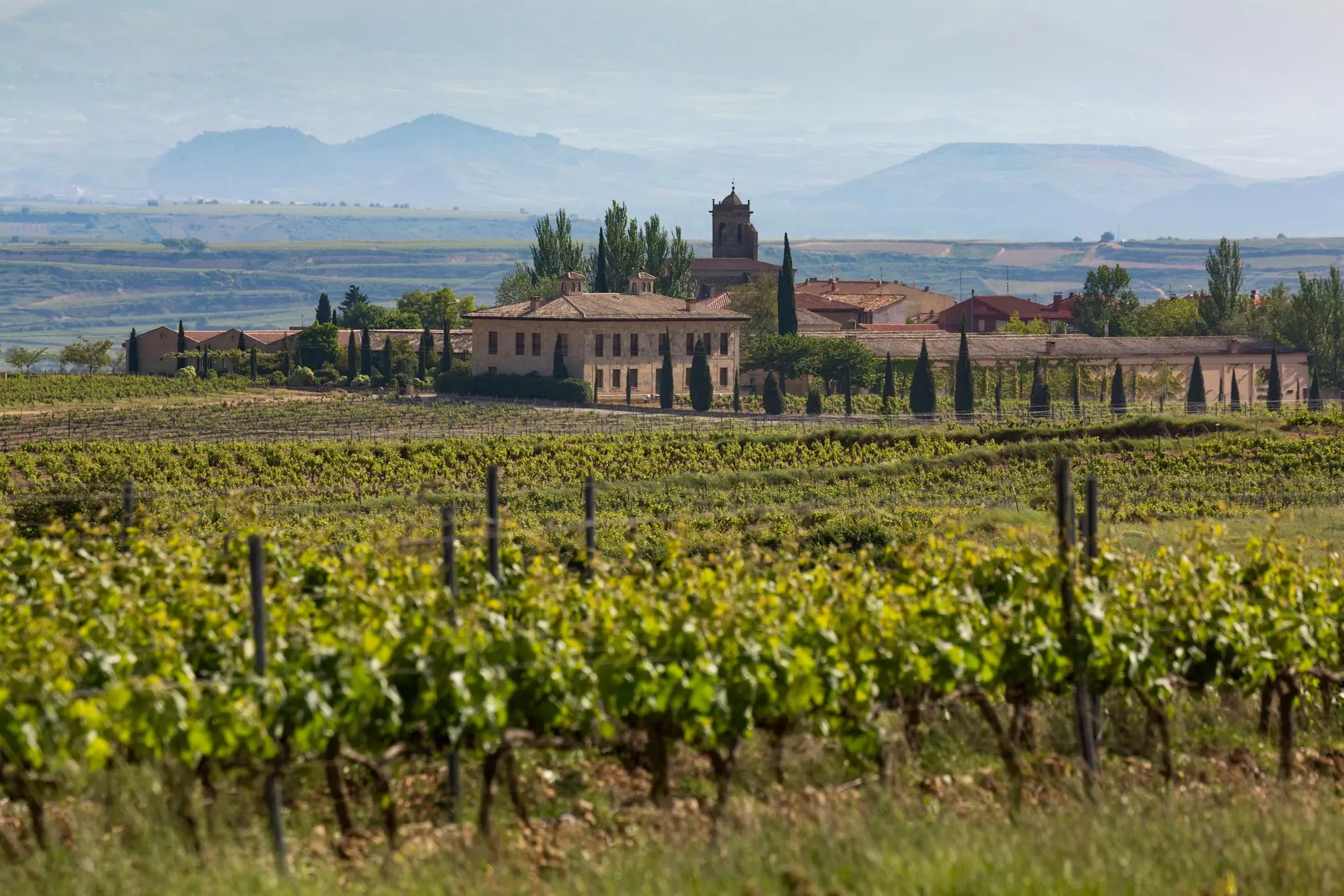 Fields of leafy green grapevines at a winery in Spain.