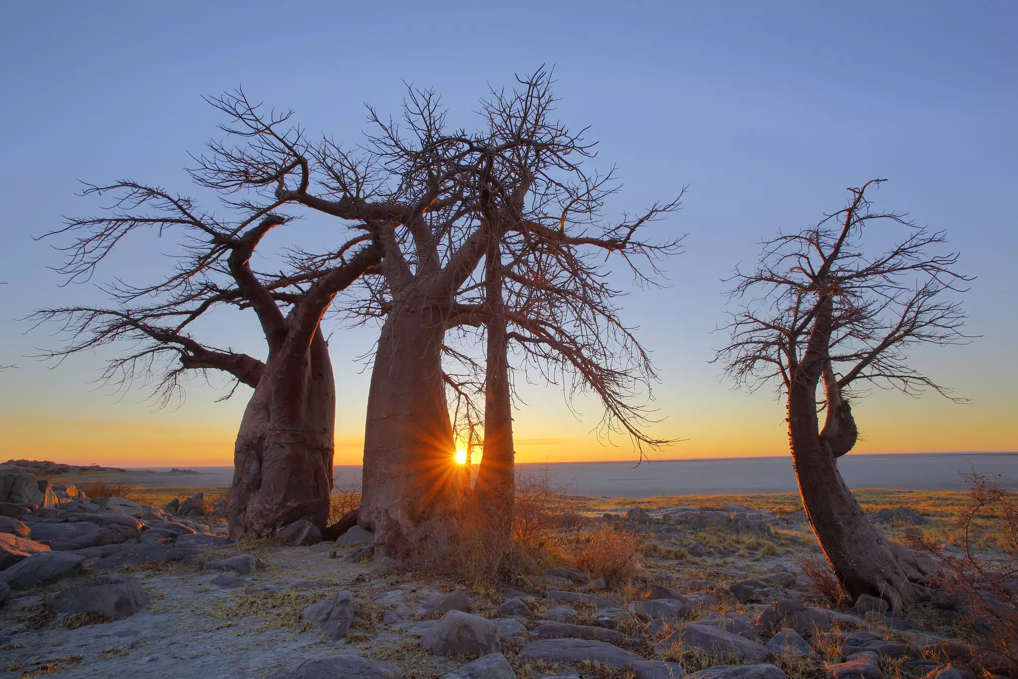 A group of thick-trunked trees stand together at the edge of a salt pan that stretches for miles into the distance. The sun rises over the horizon.