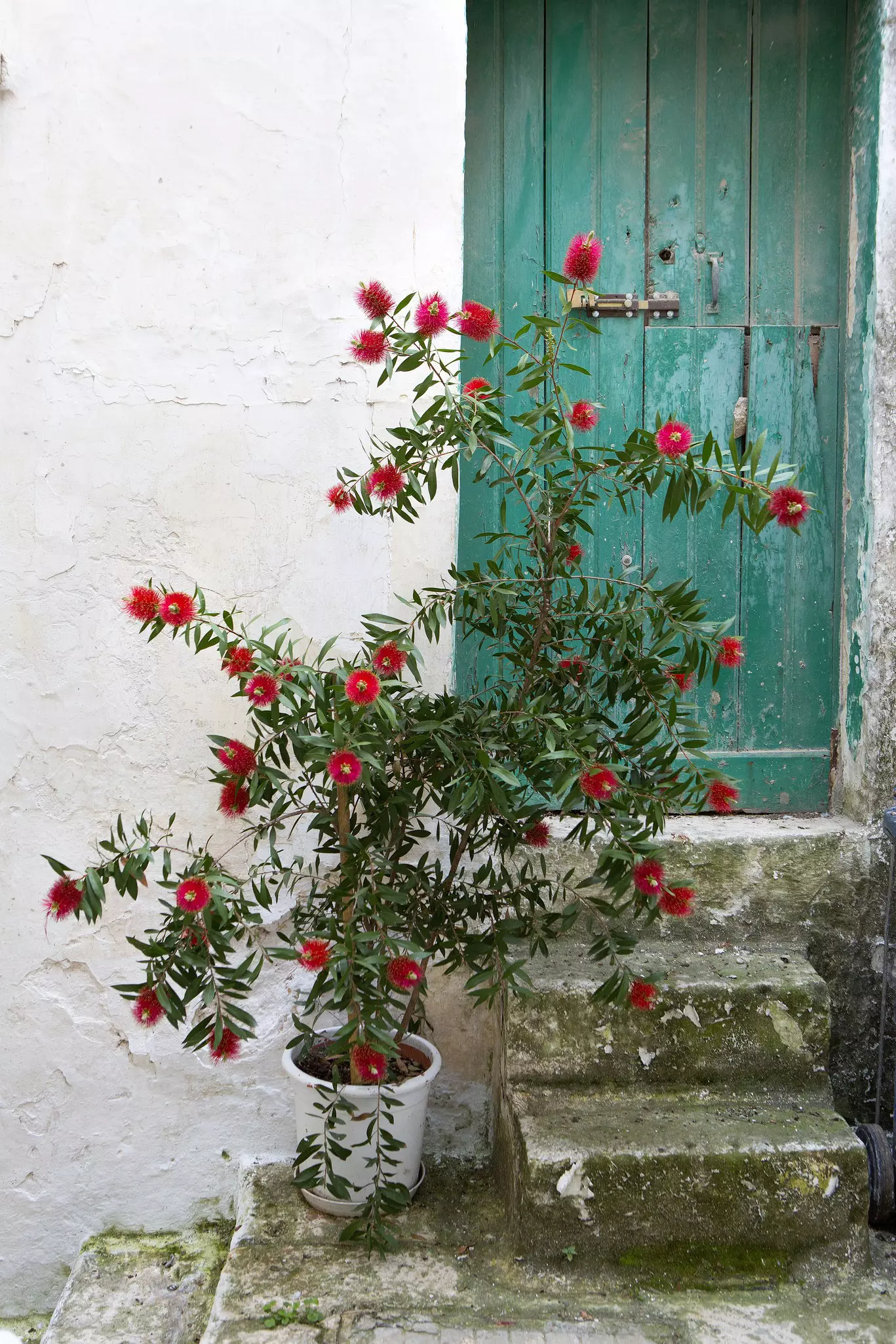 Potted bottlebrush by a green door at a farmhouse in Ostuni, Puglia.