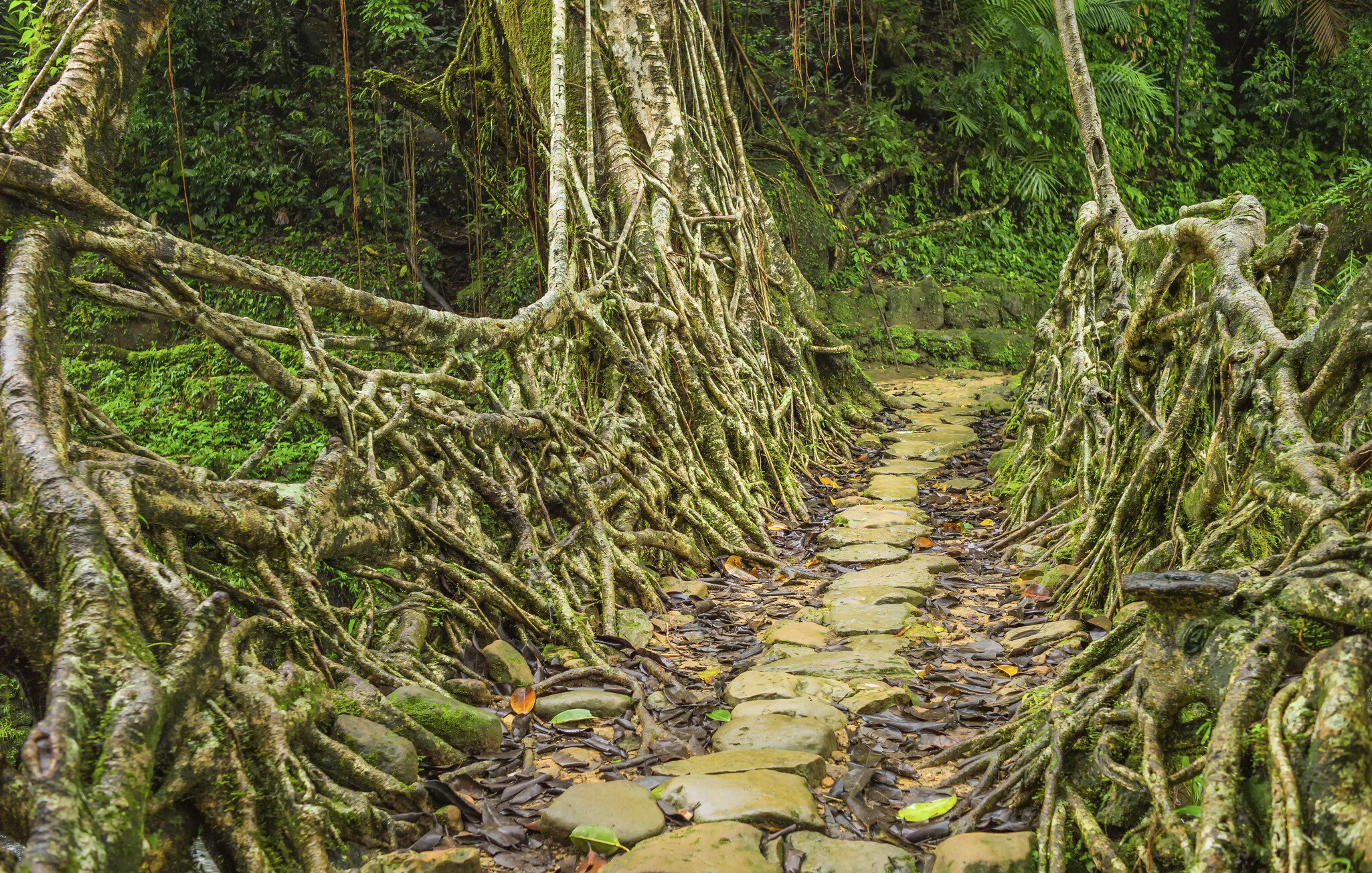 Living roots bridge, Riwai village, Cherrapunjee, Meghalaya, India.