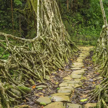 Living roots bridge, Riwai village, Cherrapunjee, Meghalaya, India.