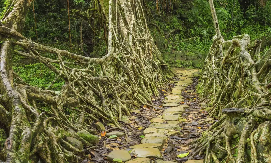 Living root bridge in Meghalaya, India, a stone-paved path between thick tangles of moss-covered rubber fig roots