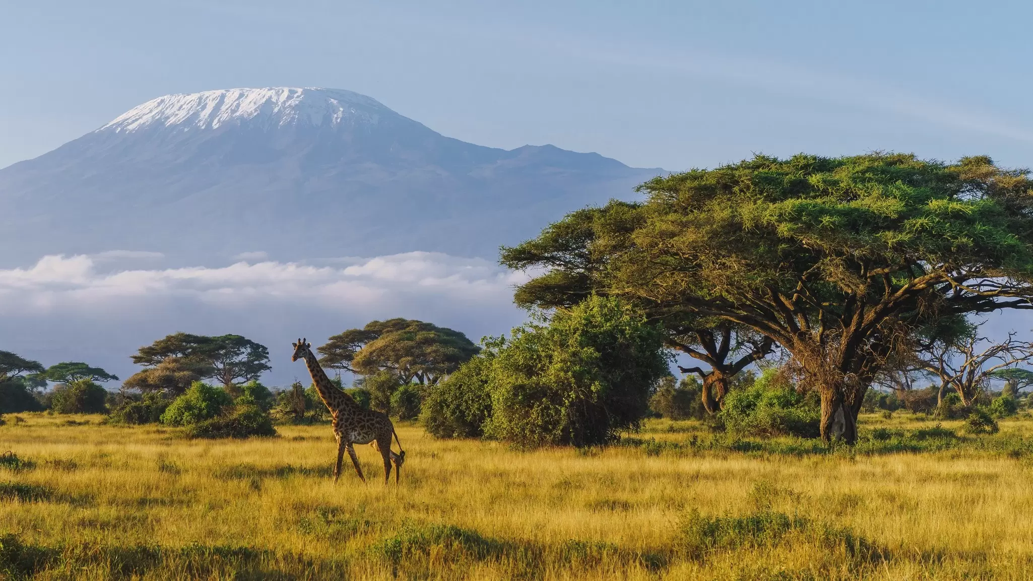 Masai giraffe in front of Kilimanjaro mountain in Amboseli National Park, Kenya
