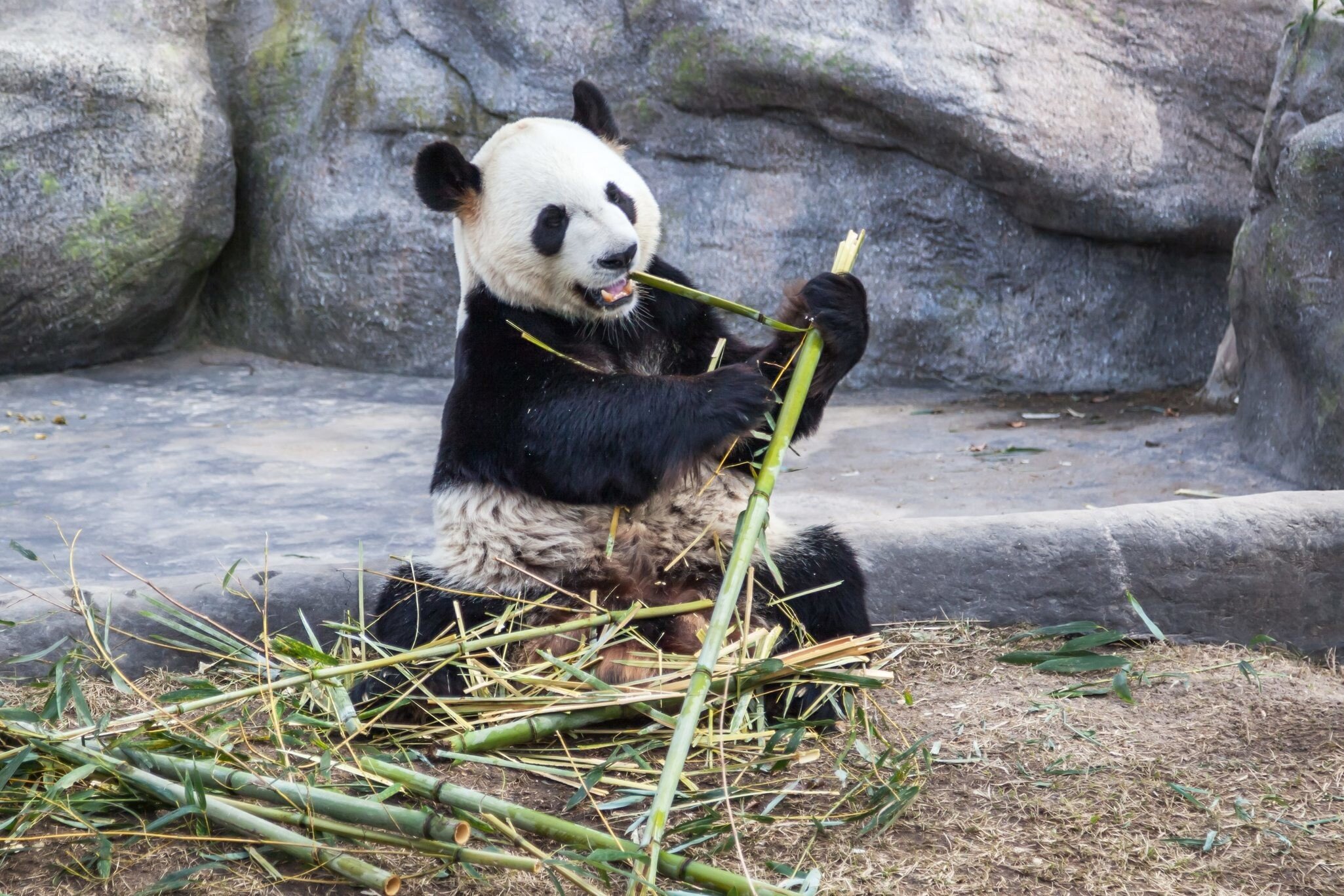 Toronto, Canada - March 12, 2016: Giant panda Da Mao eating bamboo in Toronto Zoo, Canada.  ; Shutterstock ID 1023482665; your: Bridget Brown; gl: 65050; netsuite: Online Editorial; full: POI Image Update