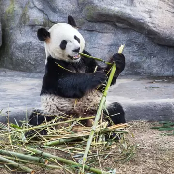 Toronto, Canada - March 12, 2016: Giant panda Da Mao eating bamboo in Toronto Zoo, Canada.  ; Shutterstock ID 1023482665; your: Bridget Brown; gl: 65050; netsuite: Online Editorial; full: POI Image Update