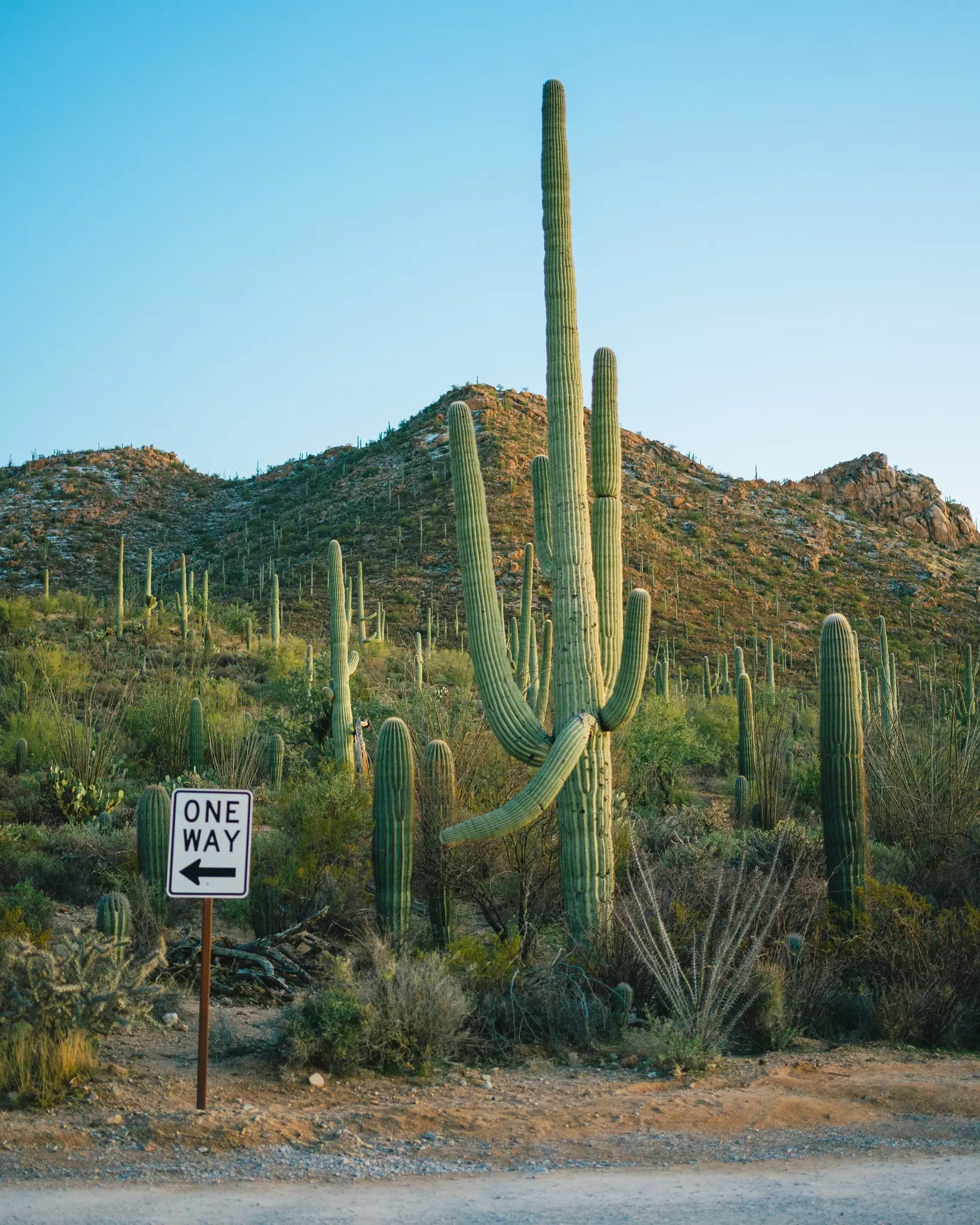Saguaro National Park. Jon Bilous/Shutterstock