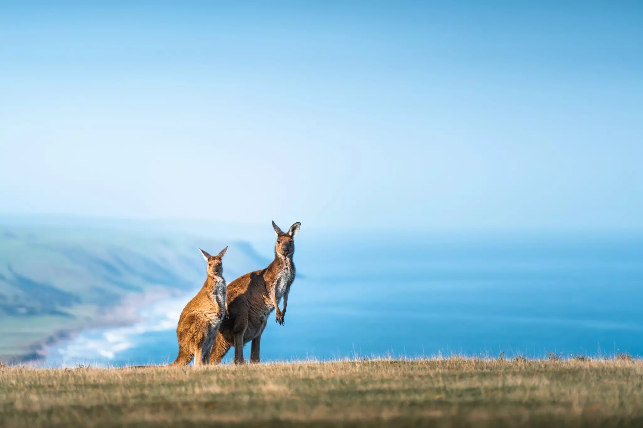 Two kangaroos sat up on their hind legs at the edge of a grassy cliff.
