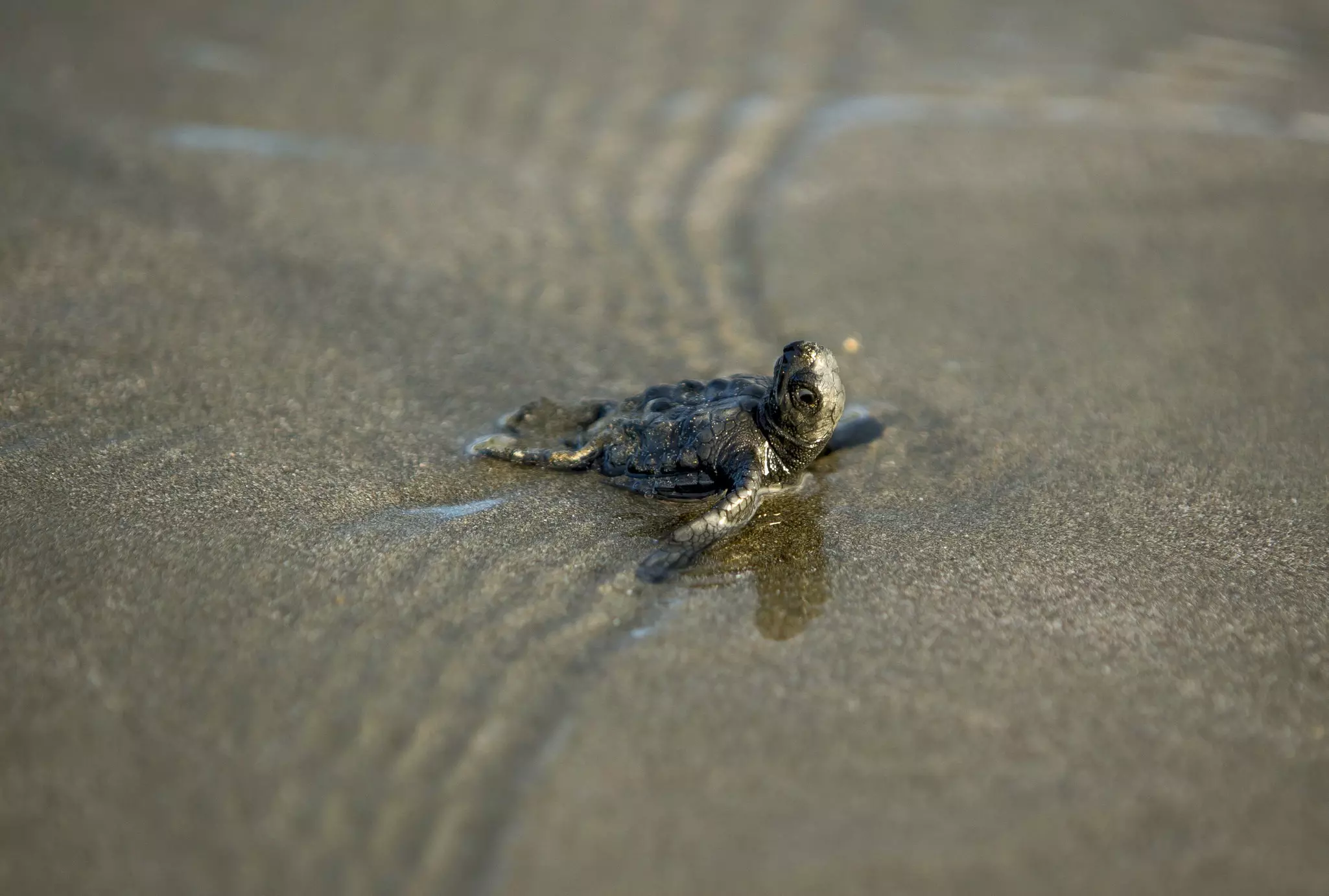 A tiny sea turtle hatchling in the sand.