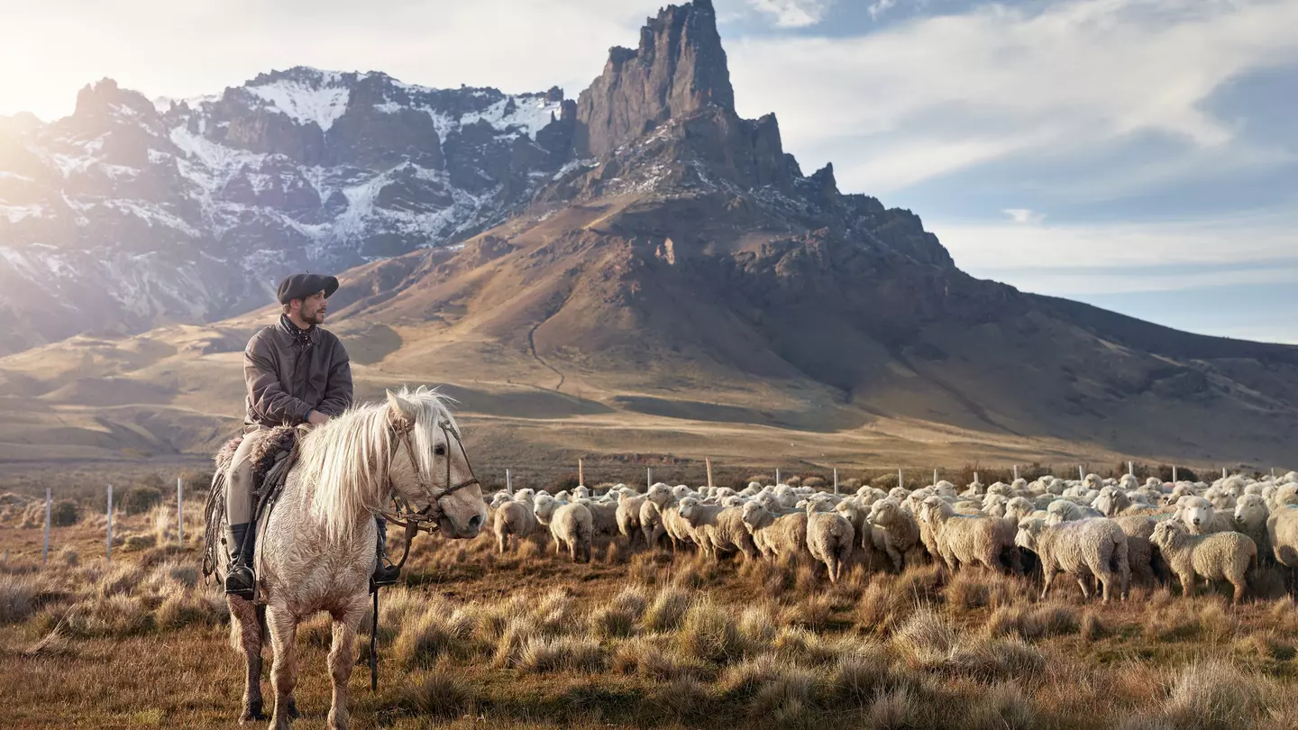 A gaucho/cowboy sits on a horse gazing out at a flock of sheep on plains at the foot of jagged mountains.