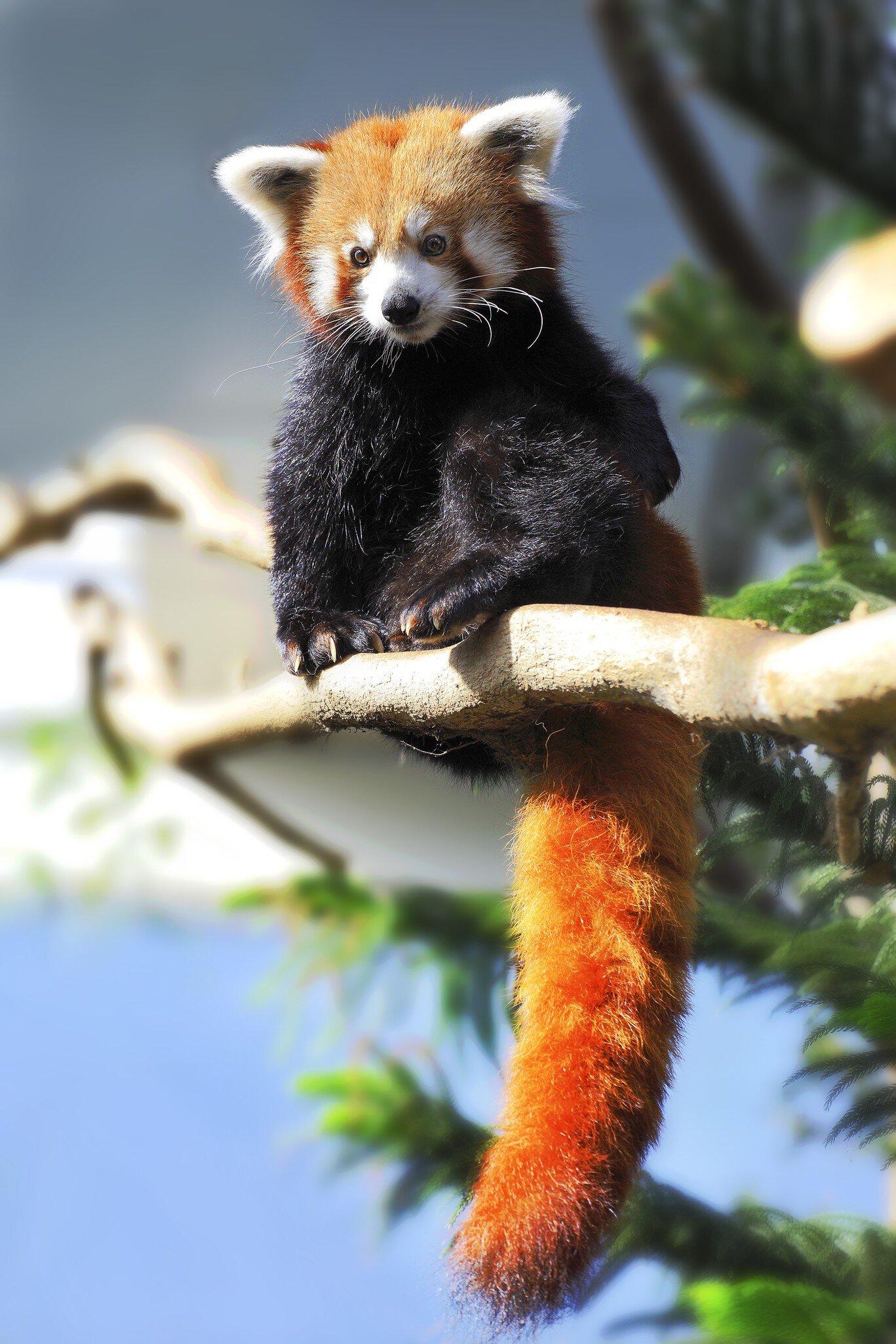 The red Panda