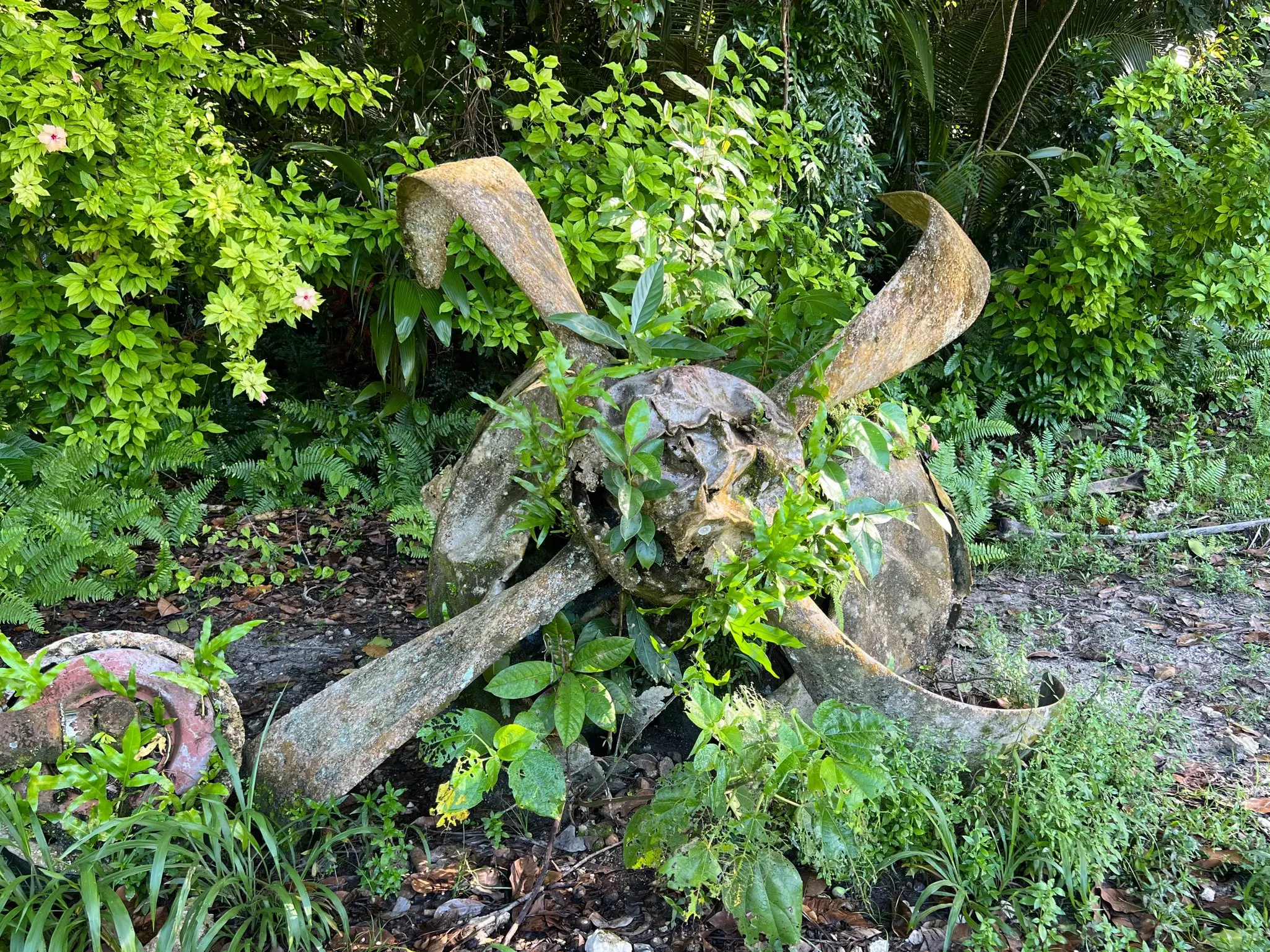 The propeller from a WWII plane covered in vegetation in Peleliu, Palau.