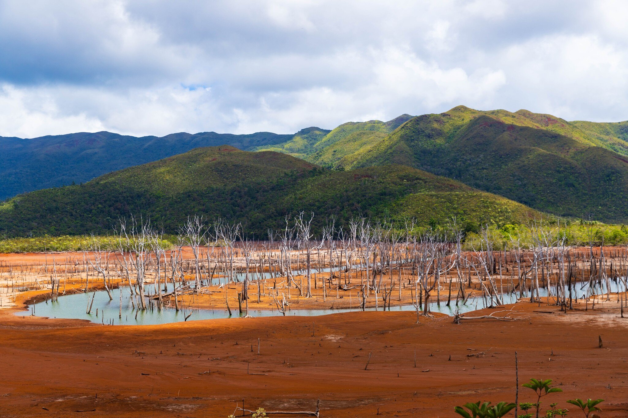 Bleached bare tree trunks standing in shallow pools on bright red-orange earth, with green scrub-covered hills behind.
