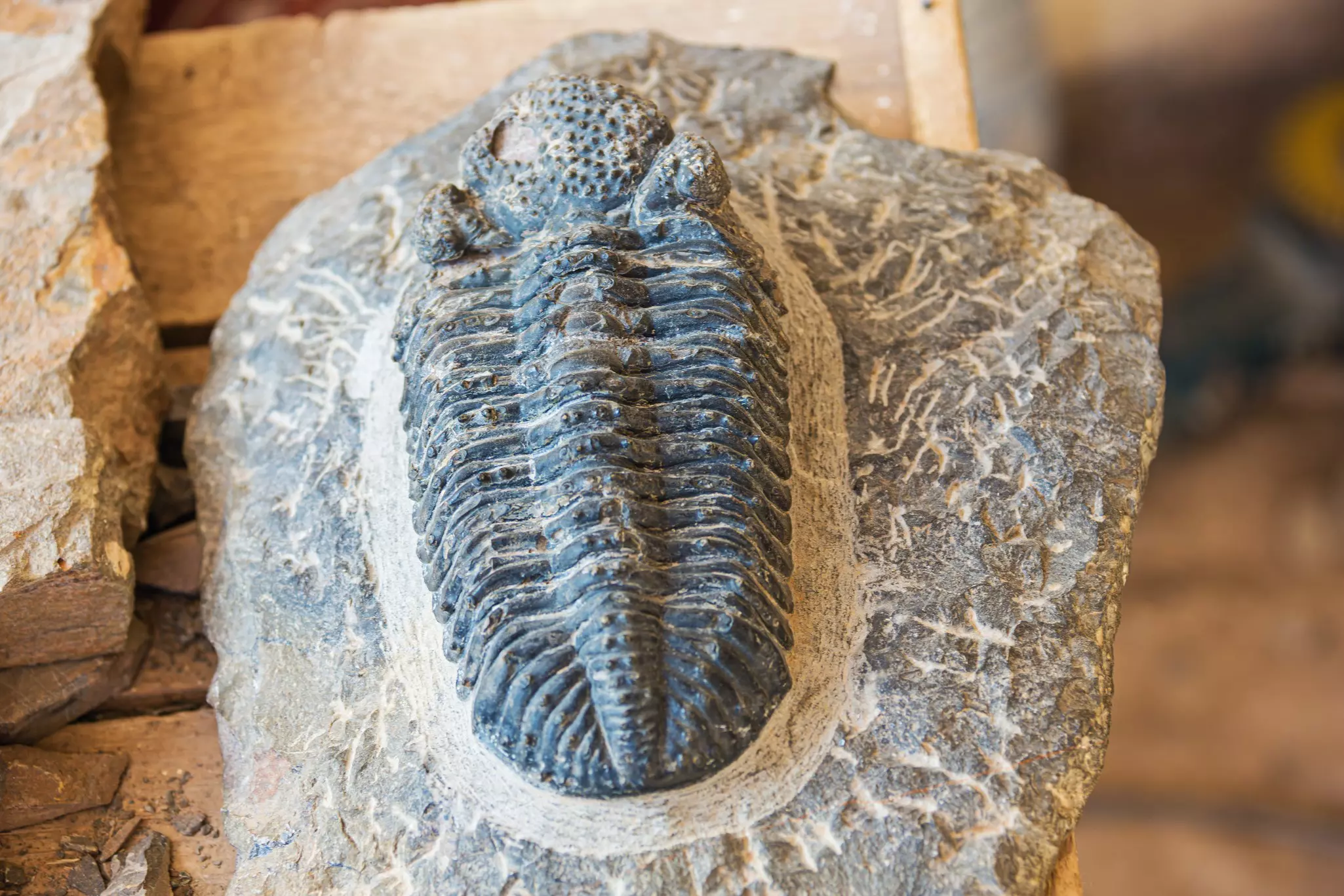 A selection of fossils