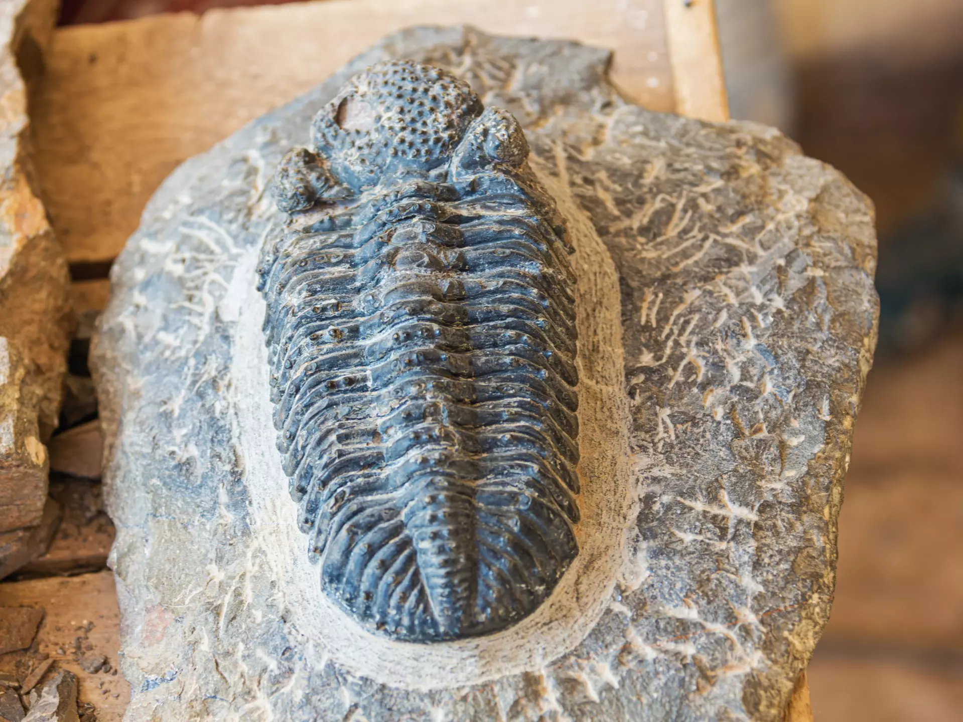 A selection of fossils