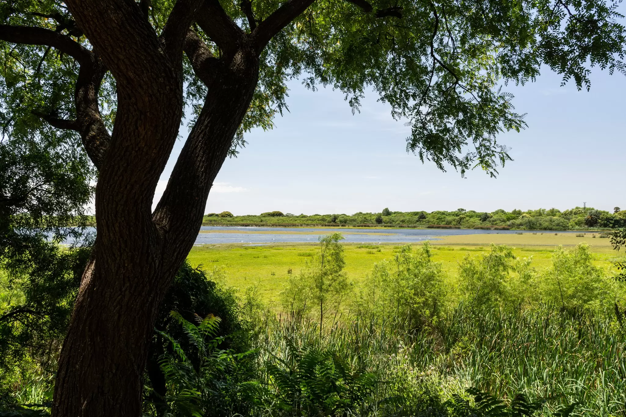 View of the lagoon at the Reserva Ecológica Costanera Sur in Buenos Aires, Argentina.