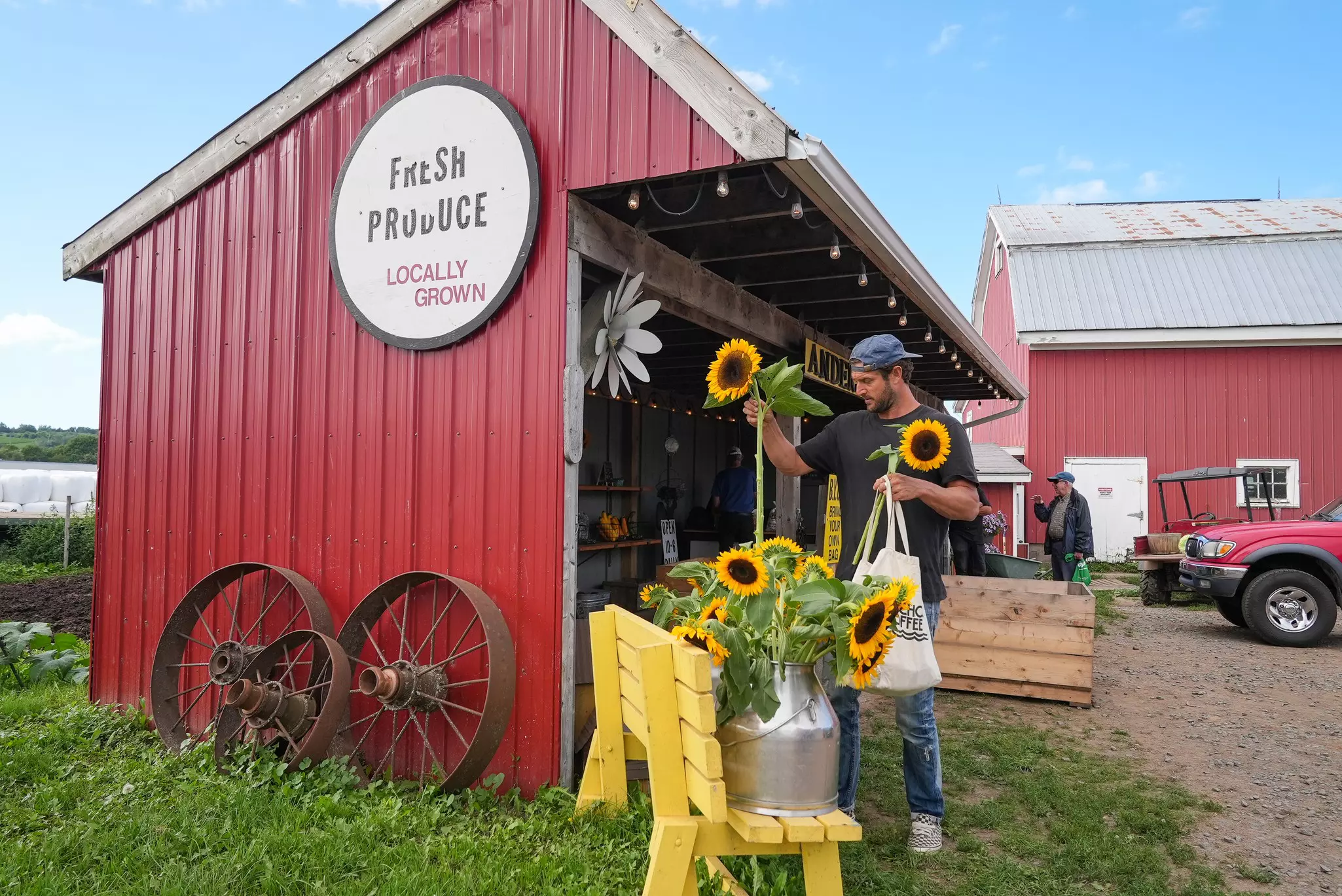 A man puts sunflowers into a metal container on a yellow bench outside of a red farmstand with a sign that reads "Fresh Produce: Locally Grown" on a sunny day.