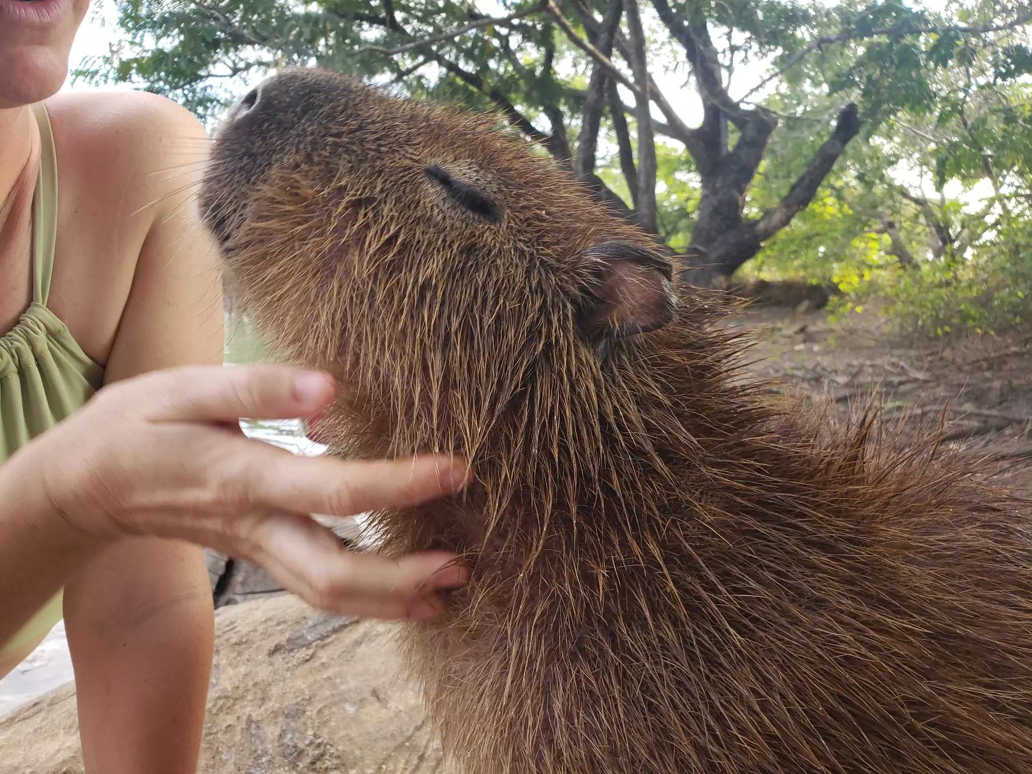 A large hairy rodent (capybara) lifts its head to allow a woman to scratch it on the chin.